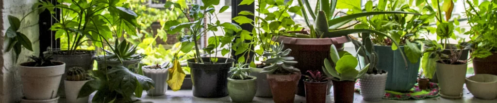 культури для вирощування на підвіконні