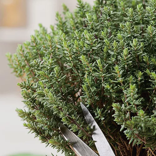 як виростити із насіння на підвіконні чебрець