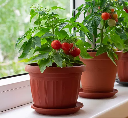 сорти помідорів для вирощування на підвіконні