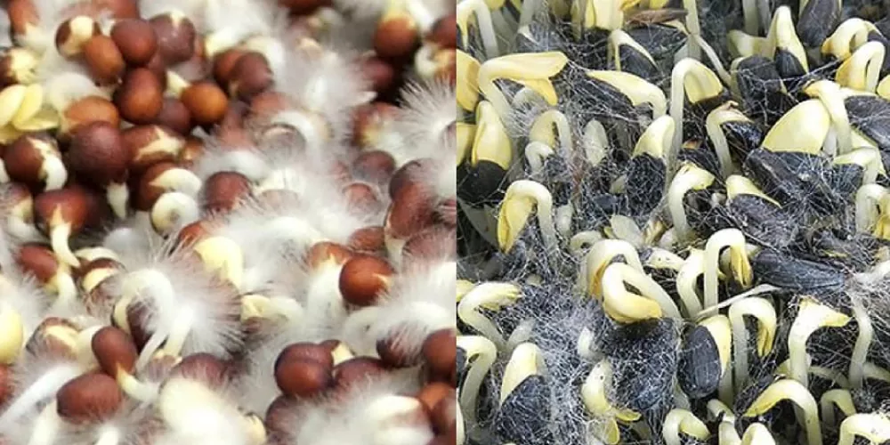 плесень на микрозелени как отличить фото