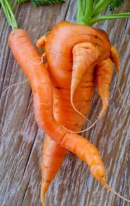 чому виростає потворна морква