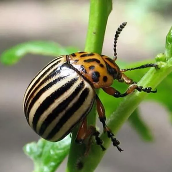 колорадский жук фото вредитель перца