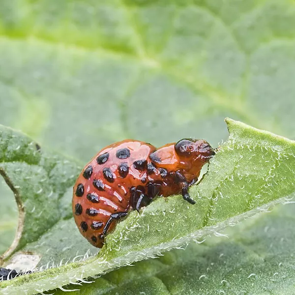 личинка колорадского жука фото на перце