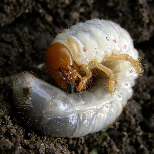 личинка майского жука, хруща фото вредитель перца