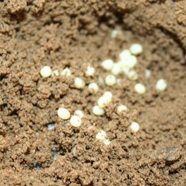яйца майского жука фото