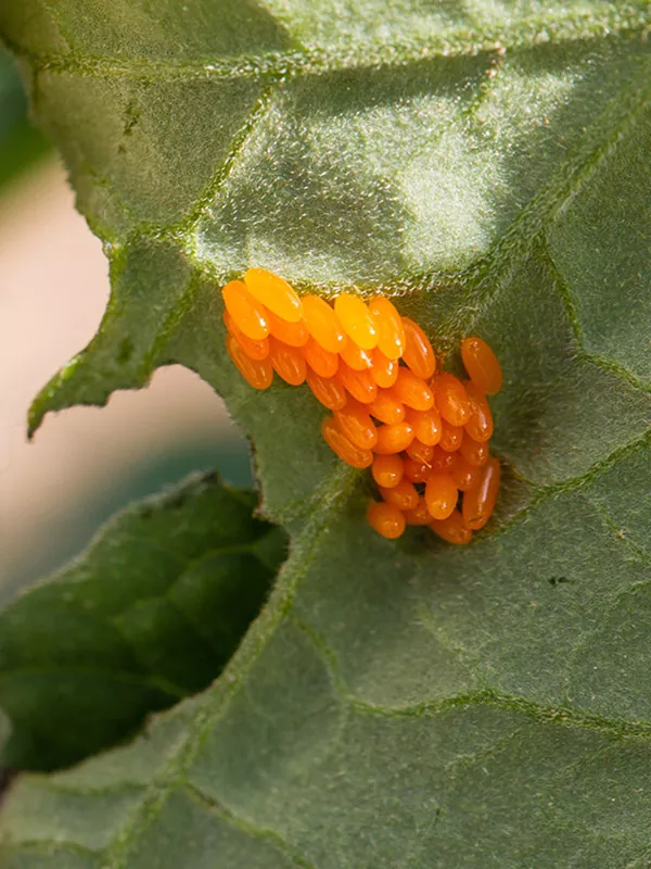 колорадский жук яйцо на листьях