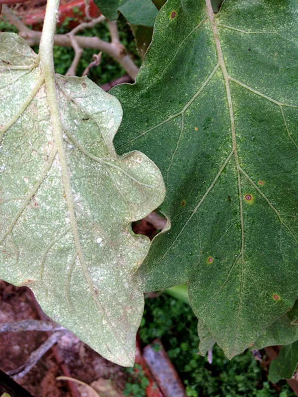 паутинный клещ на листе баклажана