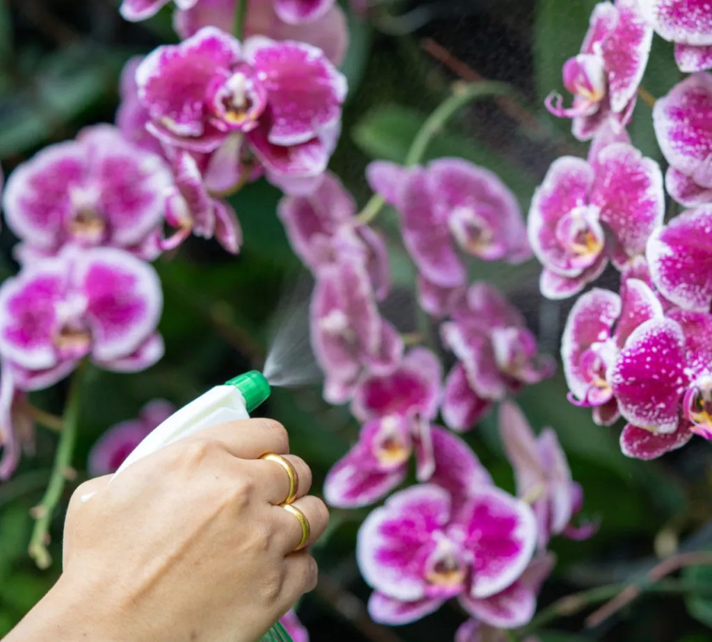 как поливать орхидеи