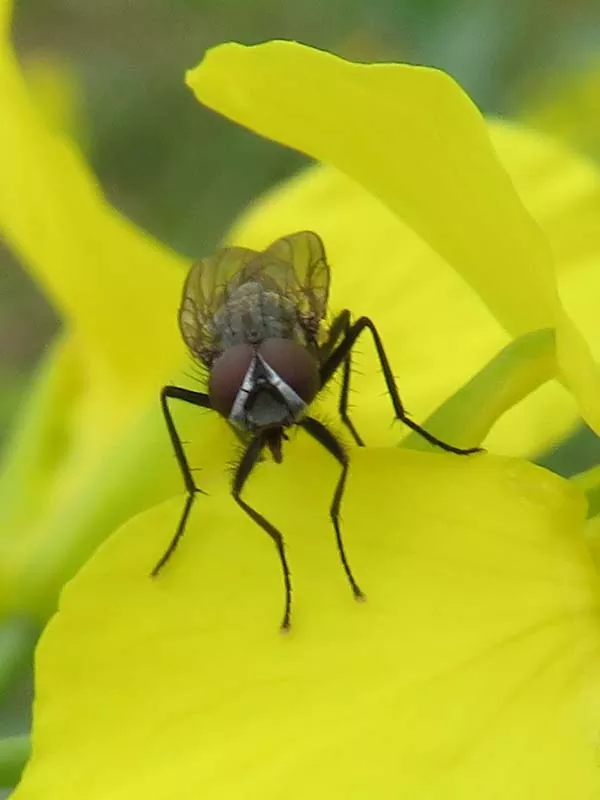 вредители капусты фото летняя капустная муха