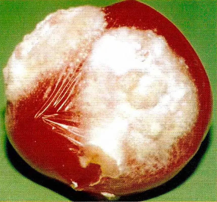 изображение плод грибные болезни томатов белая гниль склеротиниоз