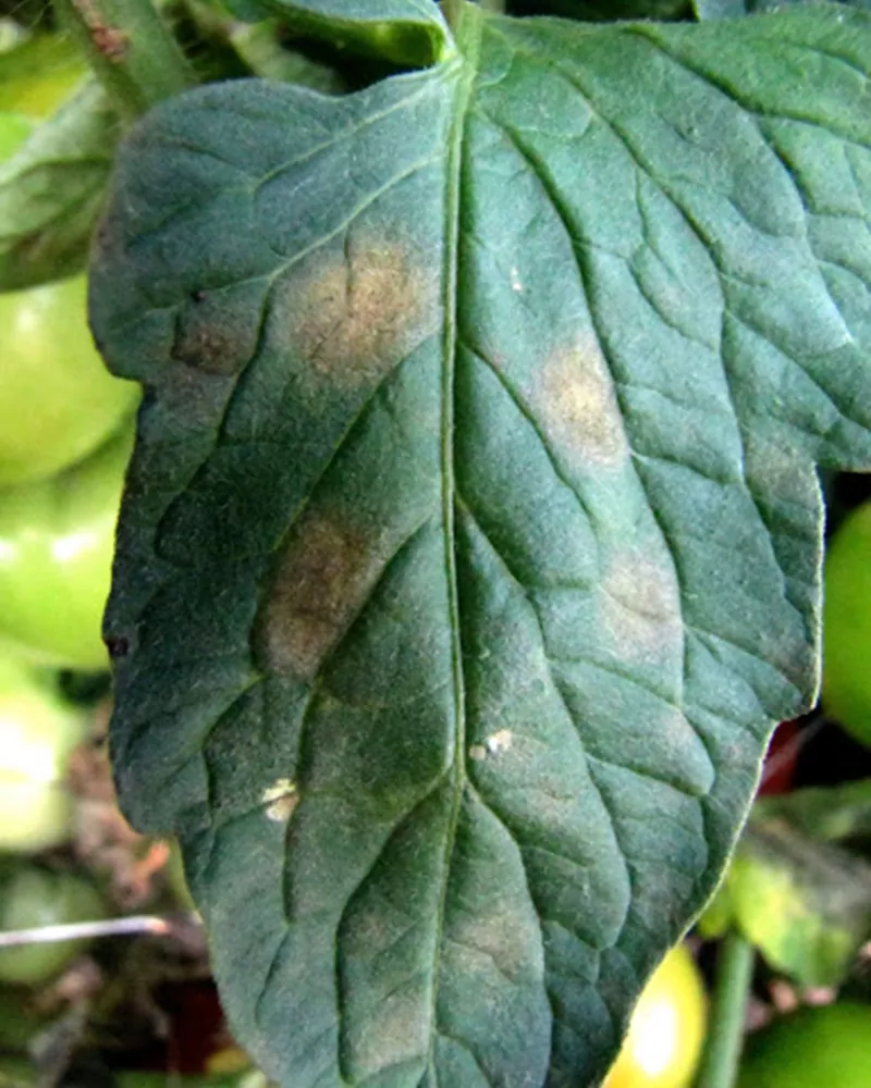 фото листьев бурая или оливковая пятнистость томата