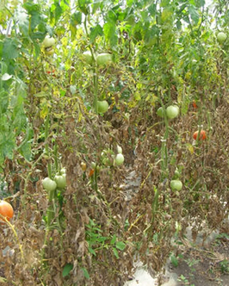 фото в теплице бурая или оливковая пятнистость томата