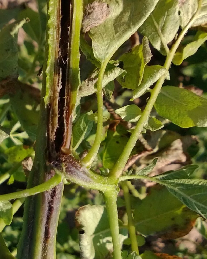 фото стебля взрослого растения черная ножка томата