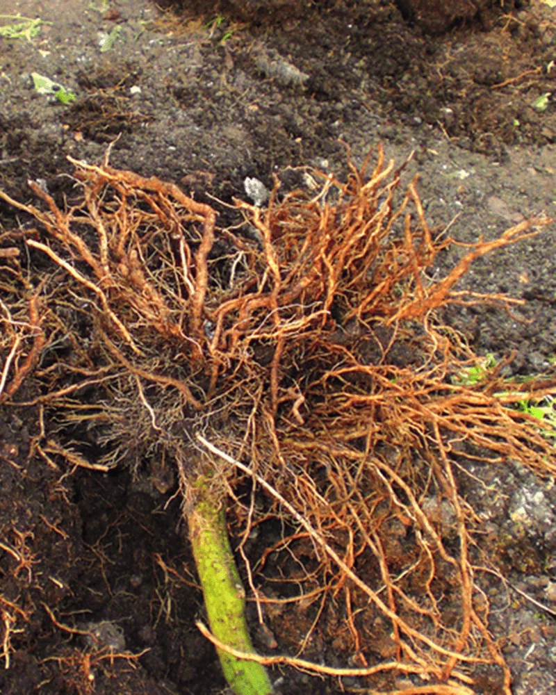изображение опробковение корней томата