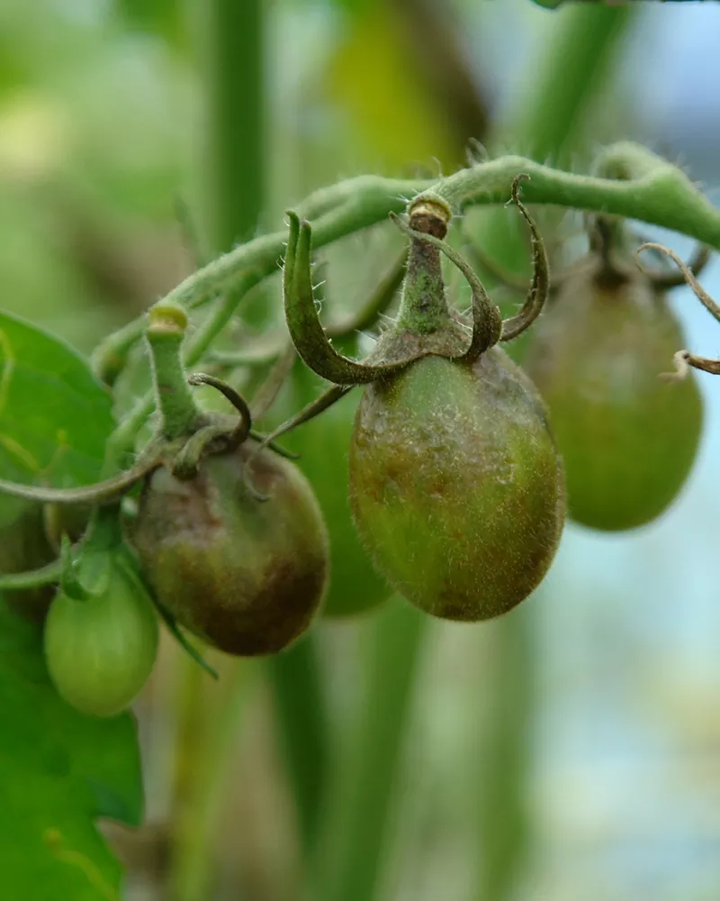 фото фитофтороз томата на плодах