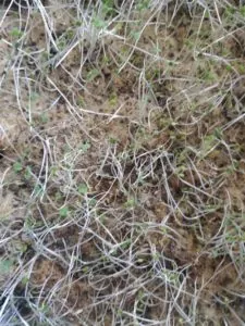 картинка полегание микрозелени