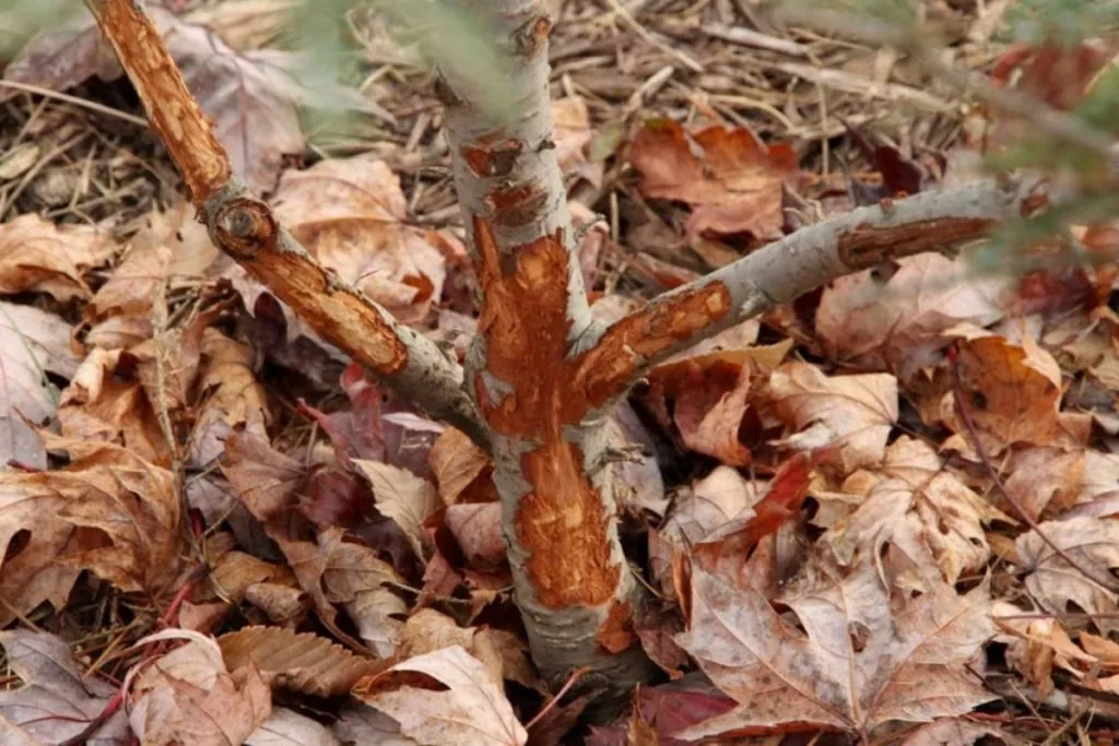 фотография повреждение дерева зайцами