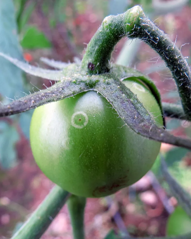 Болезни томатов, фото, описание и способы лечения