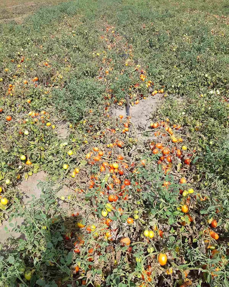 фото кустов пораженных столбуром томата