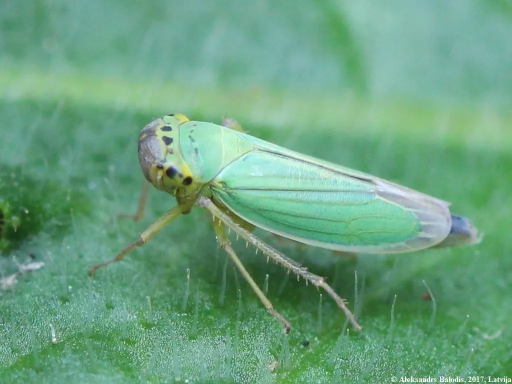 фото зеленой цикадки на томате