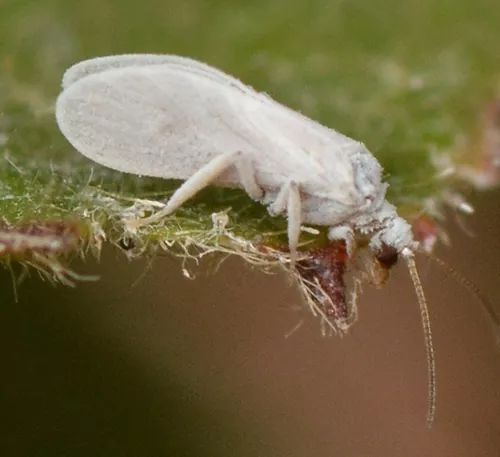 хом для томатов