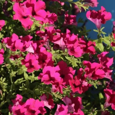 фото петуния ампельная даймонд парпл ф1