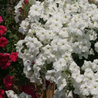 фото петуния ампельная лавина ф1 белая