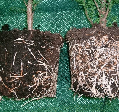 регулятори росту рослин класифікація