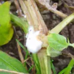 фото белая гниль петунии