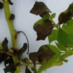 фото бурая пятнистость