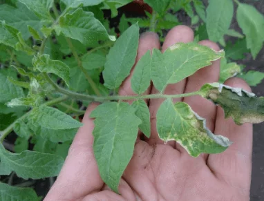 ожоги листьев томатов