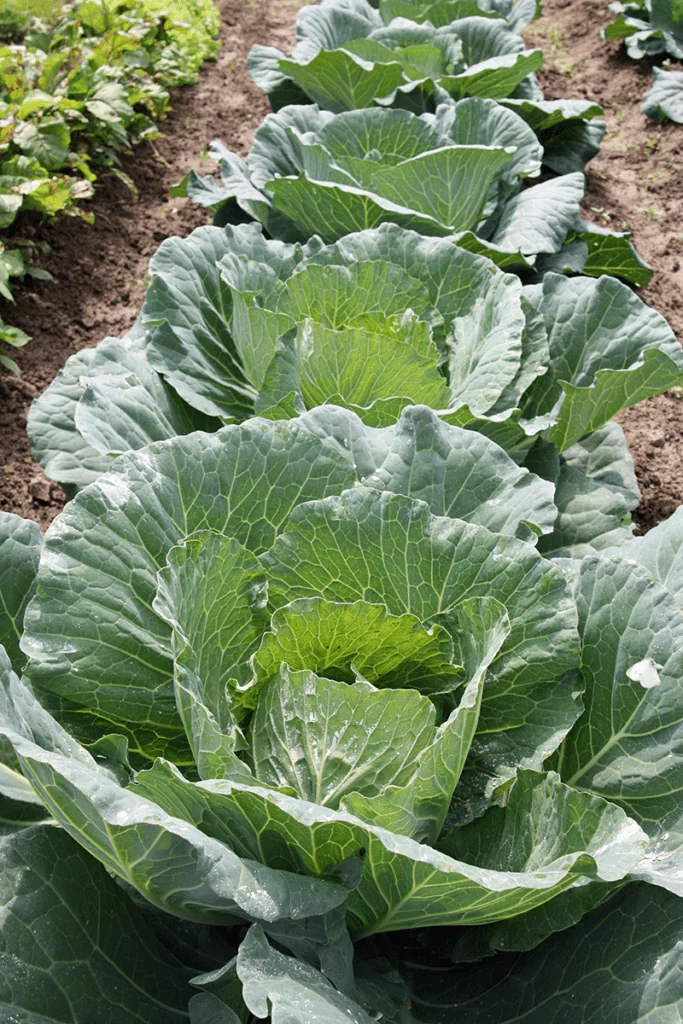 уборка и хранение капусты