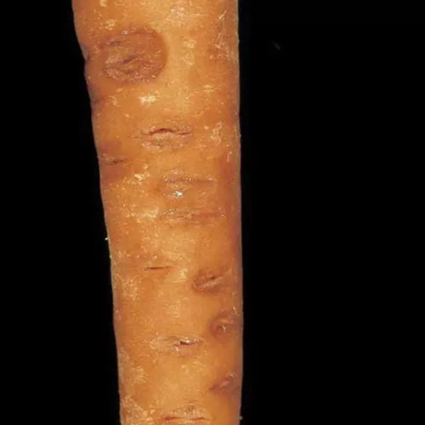 изображение фузариозная гниль моркови болезнь