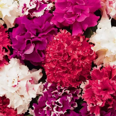 фото петуния грандифлора глория ф1 смесь