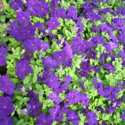 фото петуния грандифлора виртуоз блю