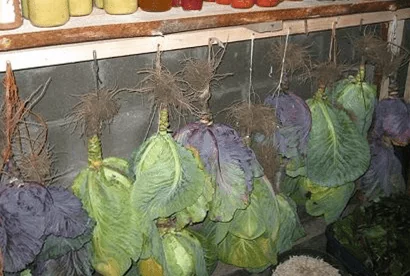 капуста хранение на зиму