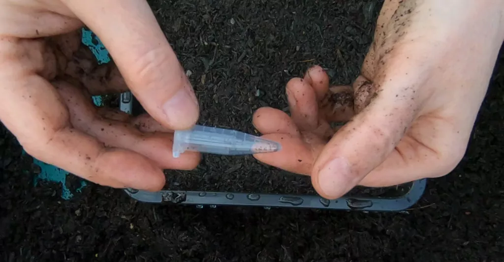 фото семена петунии