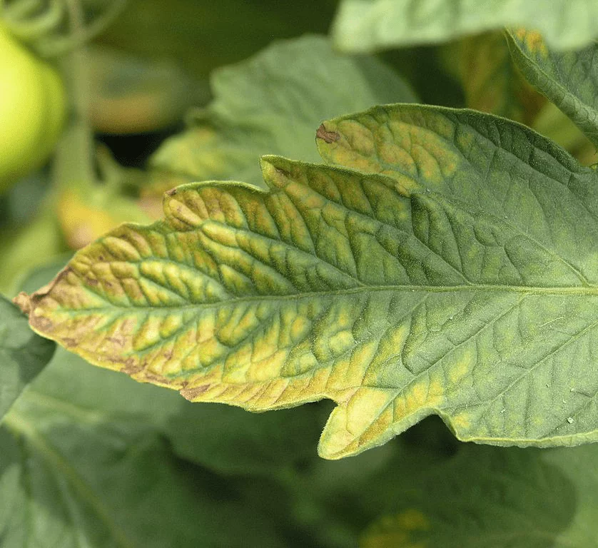 калиевая селитра для томатов