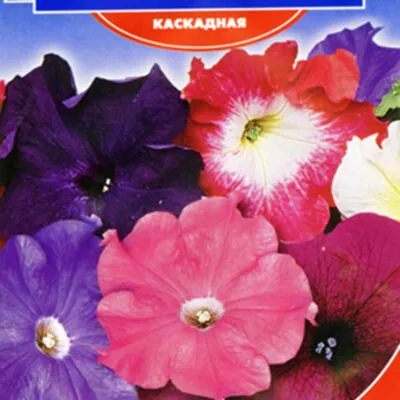 фото каскадная петуния фортуна ф1 смесь