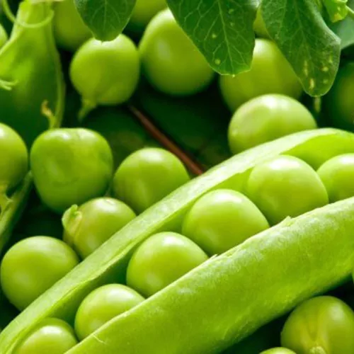 фото горошка кельведонское чудо