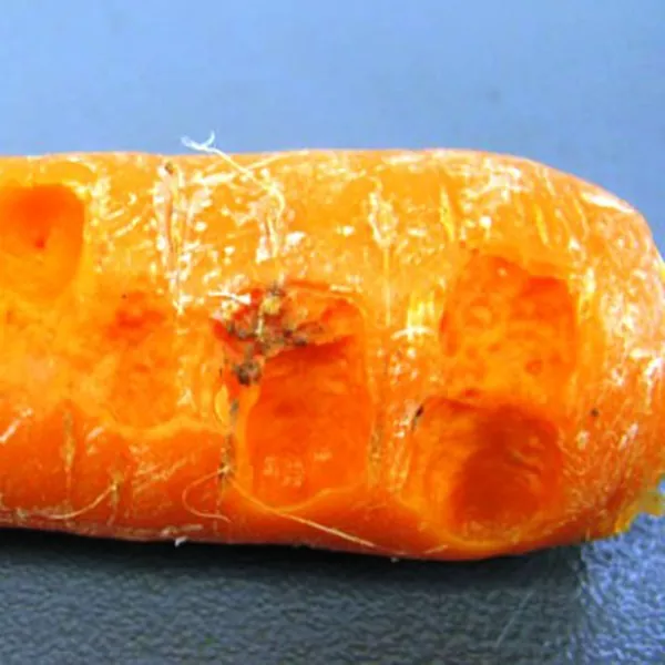 фотография мягкая бактериальная гниль моркови