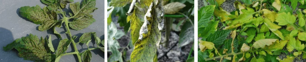 болезнь томатов скручивание листьев