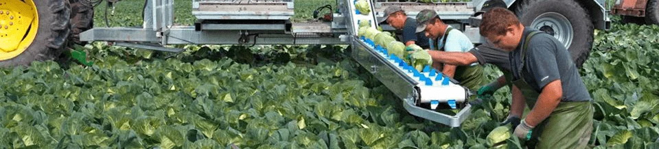 природное земледелие капуста