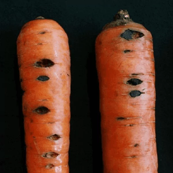 изображение питиозная гниль корня моркови 