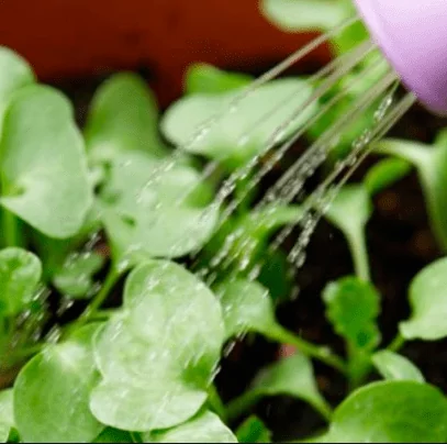 як правильно сіяти редис