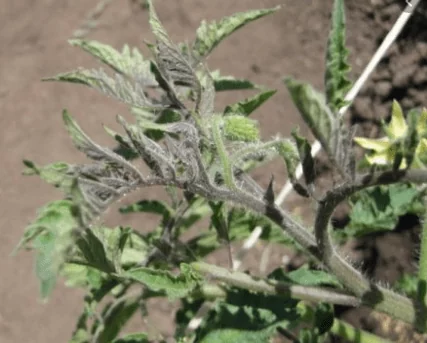 томаты болезни скручивание листьев