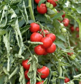 томаты листья скручиваются