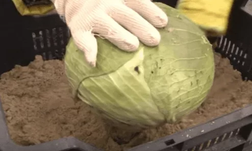 как хранить капусту зимой в подвале