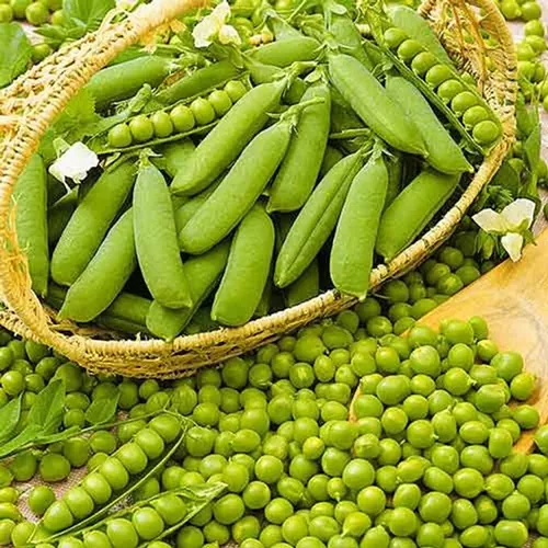 фото гороха шестинедельный