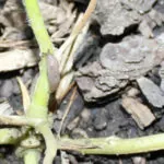 фото слизни на петунии